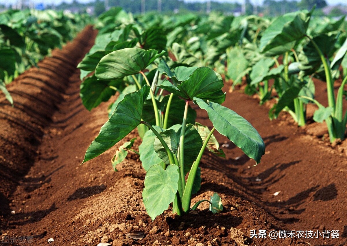 不同种类氮肥特点及施用方法,氮肥施用方法及注意事项有哪些