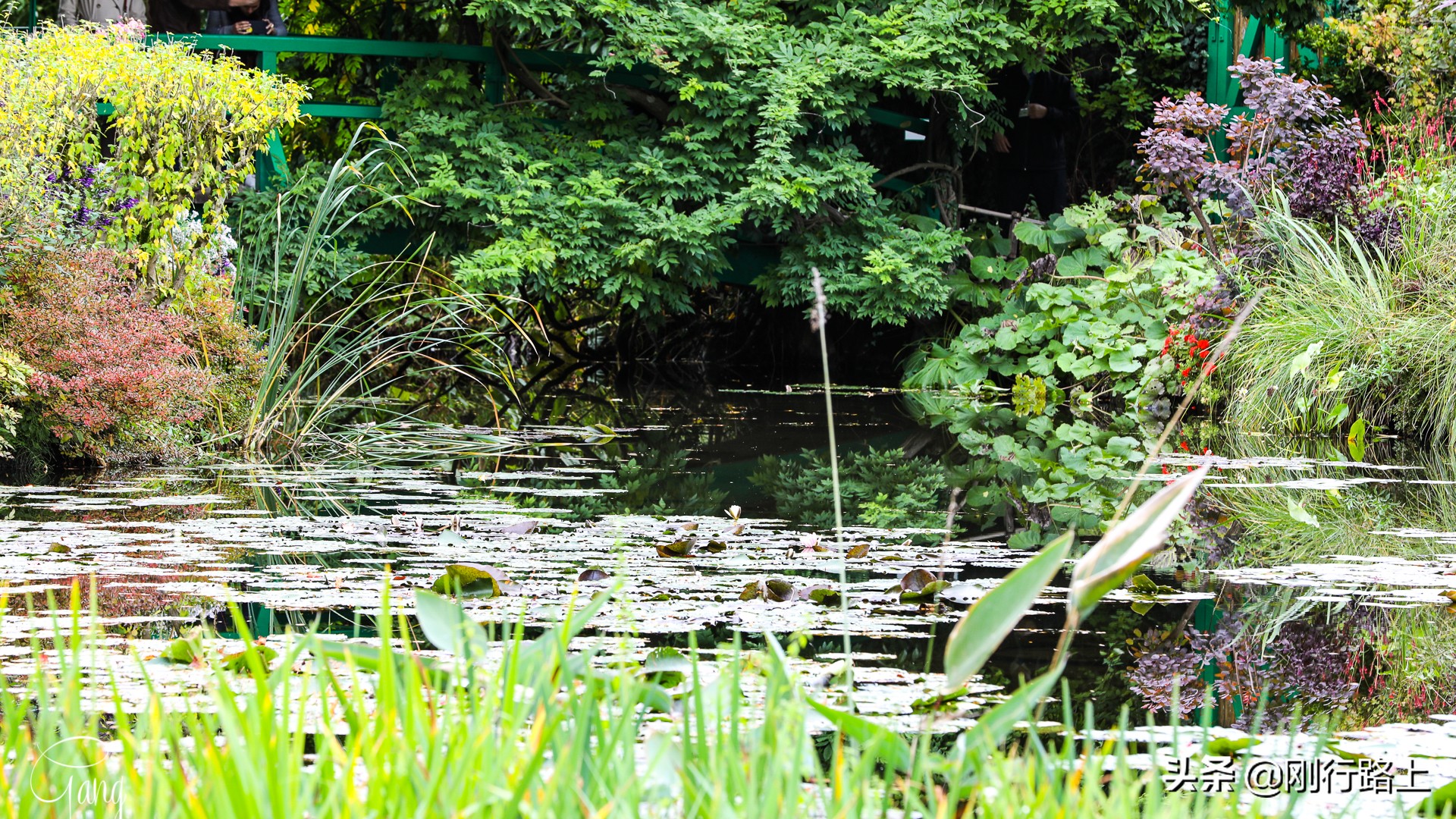 莫奈睡莲的特殊之处,莫奈睡莲超高清大图