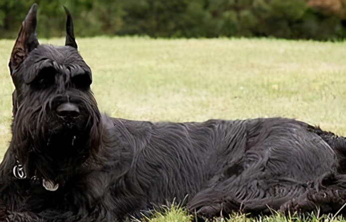 汪汪队的狗狗个个都是什么品种,盘点汪汪队里面的真实狗狗