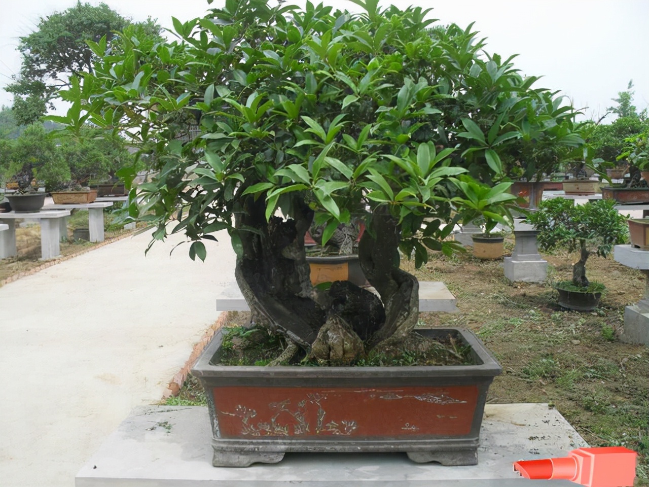 懒人也可以养的盆栽好看又耐活,养不死的盆栽植物排名