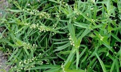 青龙街土瓜价格多少钱一斤,地梢瓜市场价格多少钱一斤