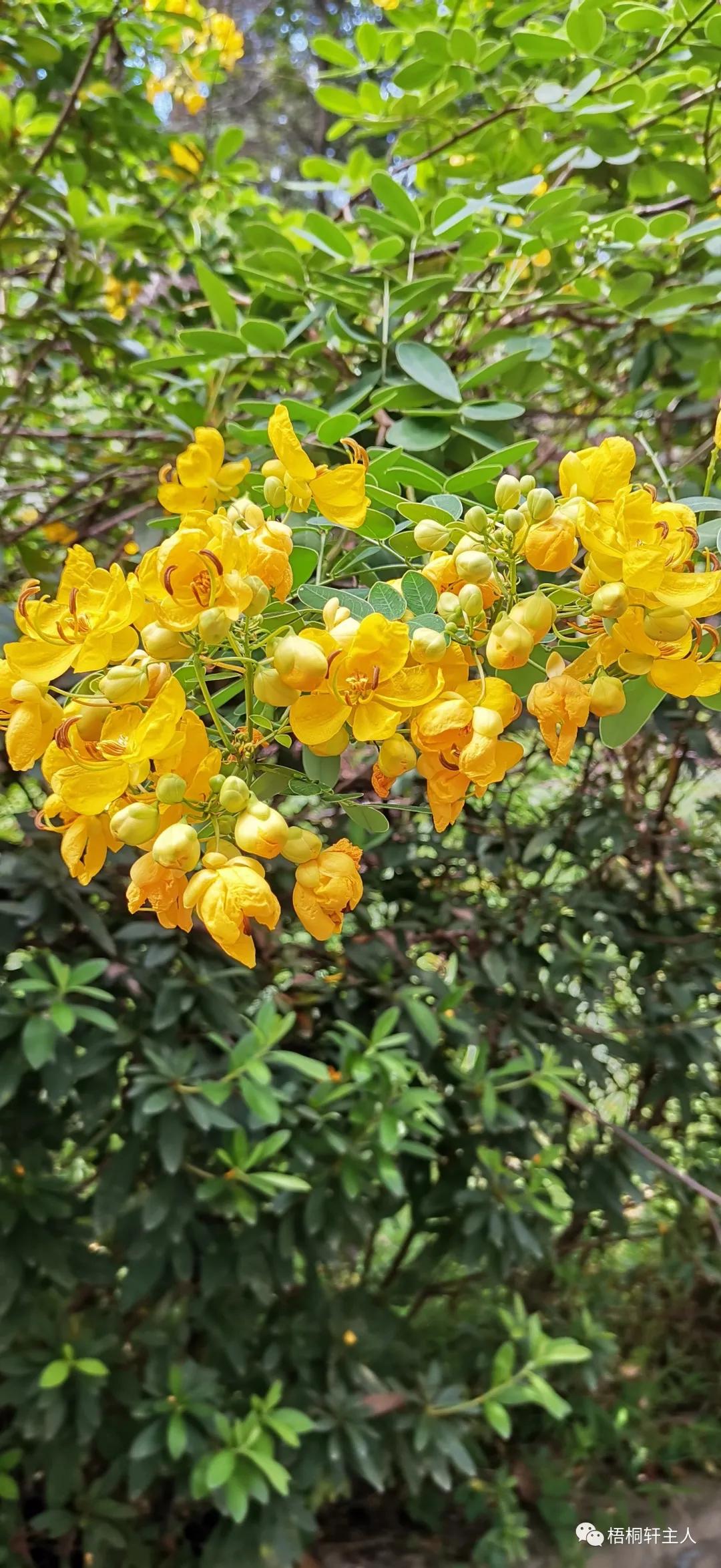 五彩斑斓秋之美,最美广州秋