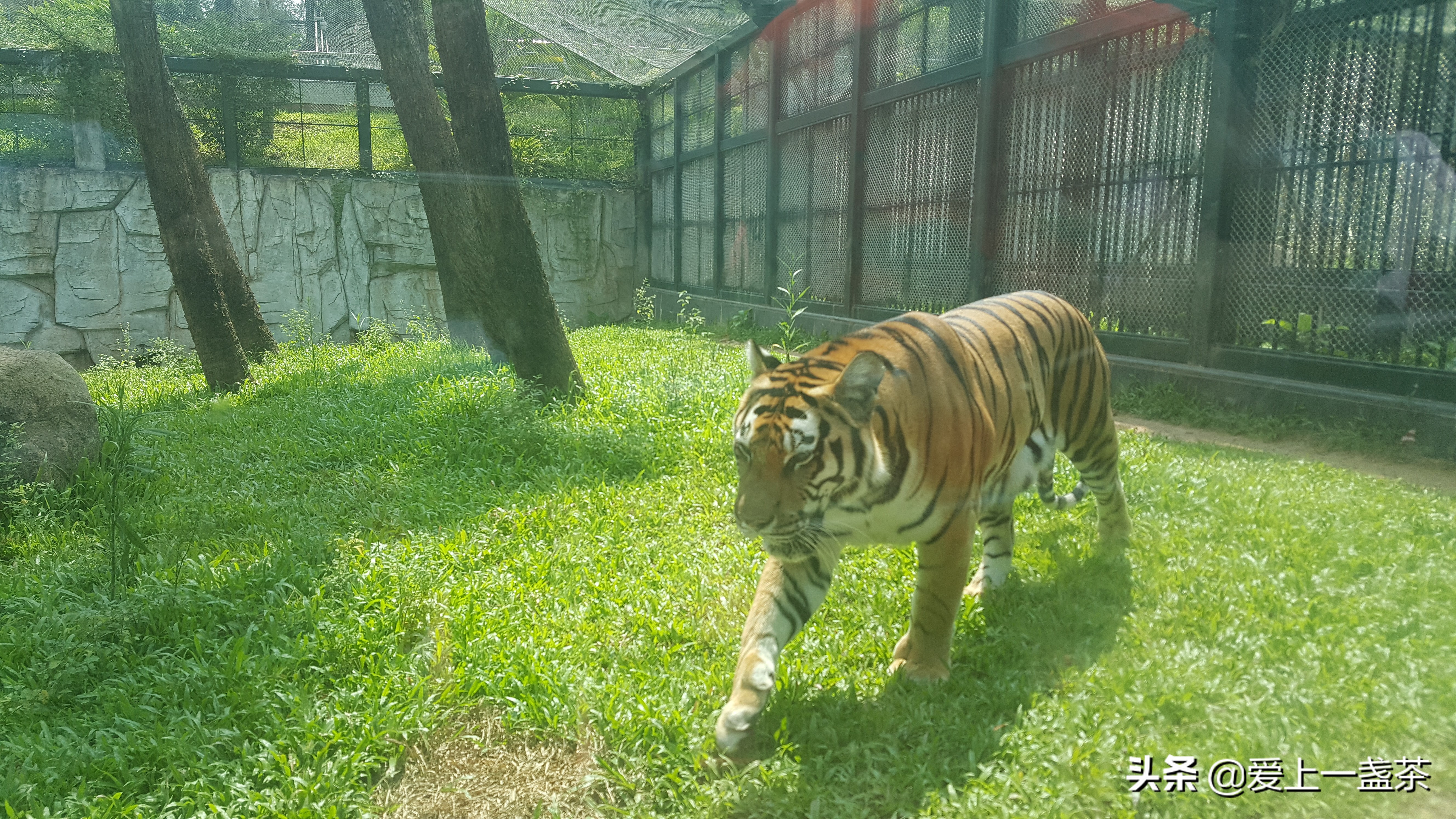 周末好去处儿童动物园,六一儿童节必打卡景区动物园推荐