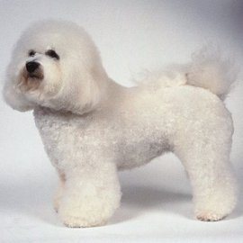 宠物狗各大种类图片大全集,宠物狗的种类和特点图片大全集