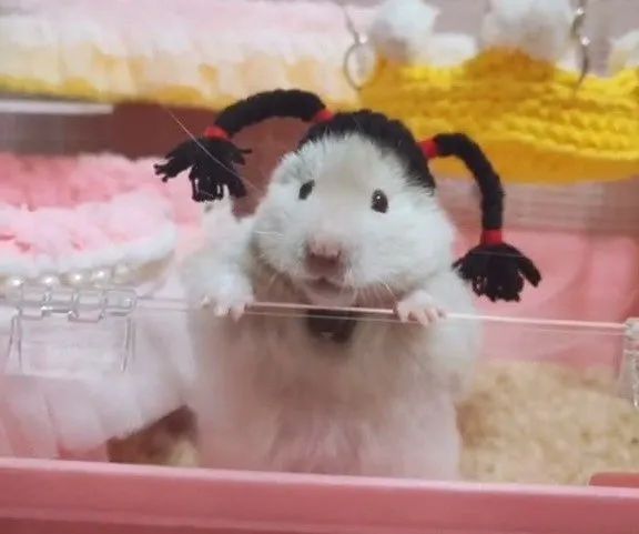 从实用场景到时尚单品，宠物配饰进入2.0时代