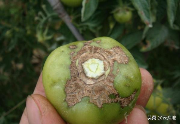 番茄缺硼有哪些症状？缺硼不可小觑，科学补硼有利于番茄高产