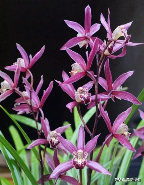 兰花的分类与品种如何鉴别,兰花品种哪种兰最贵最好养