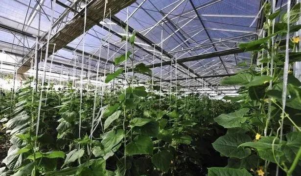 大棚立体种植蔬菜一亩顶20亩,大棚种植蔬菜一年可以收入多少钱