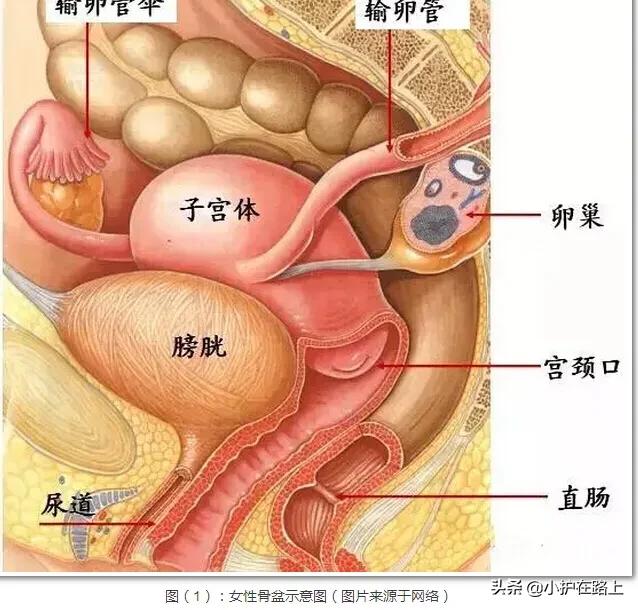 子宫附近的器官,子宫的位置是一成不变的吗
