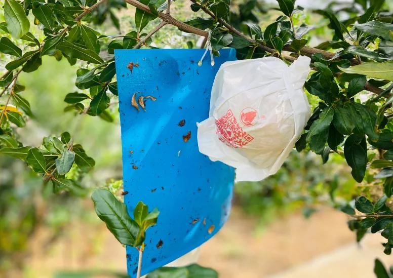 突尼斯软籽石榴可以喝的石榴,突尼斯软籽石榴和雅诗兰黛