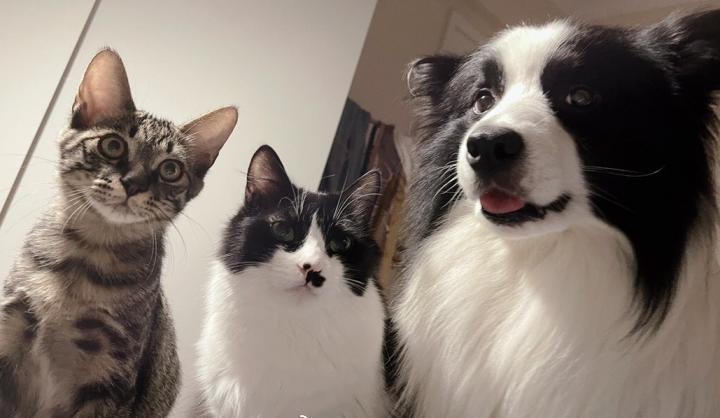 狗狗胃不舒服怎么缓解,狗狗胃不舒服肚子很硬怎么办