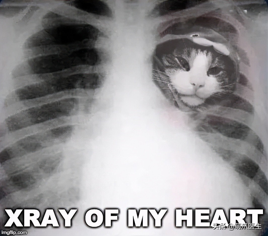 x光猫爪辟谣,猫爪x光是真的吗