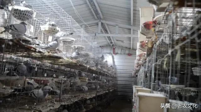 养蛋鸽500只投资多少钱,新手养鸽投资