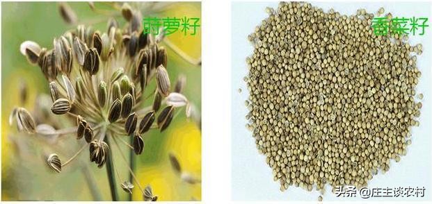 香料的正确使用方法和注意事项,卤水加桂皮的正确方法