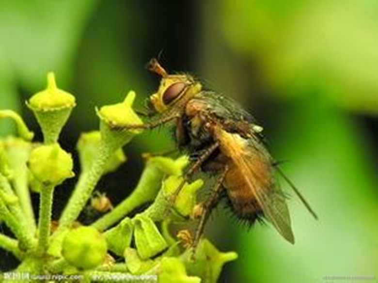 我和虫子大战完整版,我与昆虫的对决