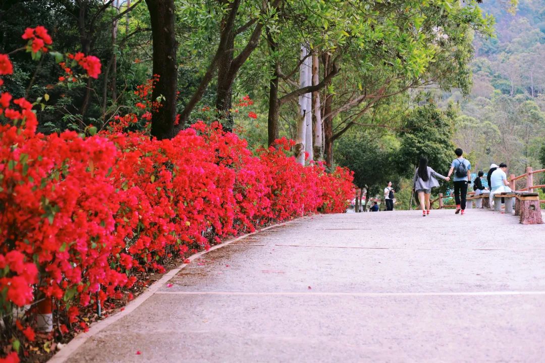 超灵验的姻缘福地！离广州深圳不到一小时，踏青赏花祈福康养首选
