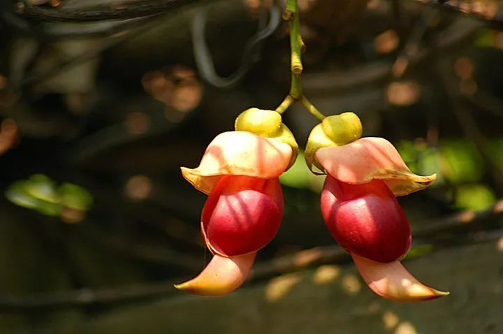 100种常见观叶植物图鉴史上最全,农村常见的100种植物