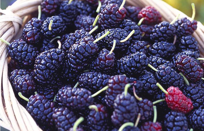 桑葚泡酒的正宗做法大全,桑葚泡酒的做法大全集