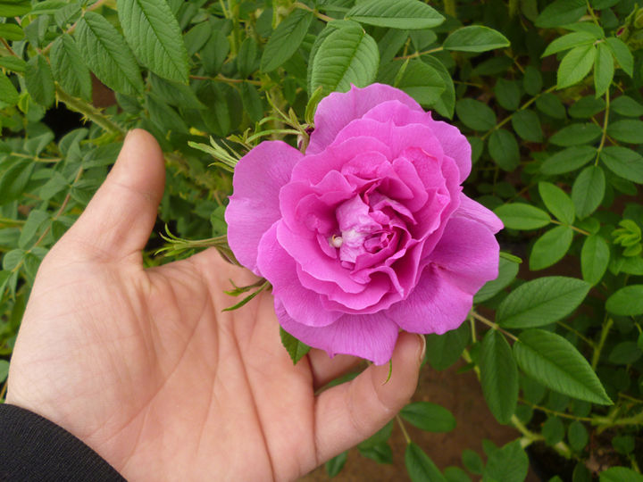 花店玫瑰是哪里来的,花店的玫瑰花是现成的吗