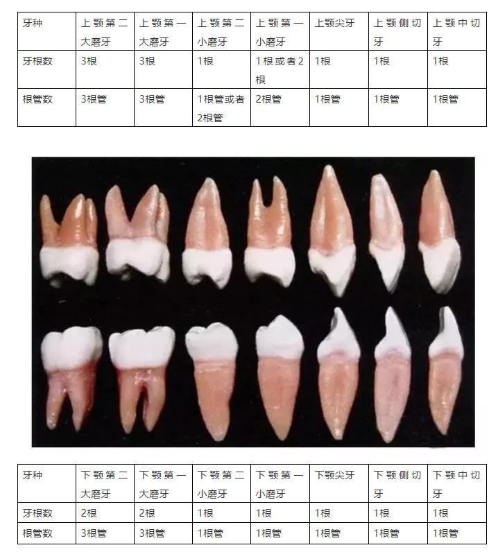 28颗牙齿的构造图,反刍动物牙齿构造