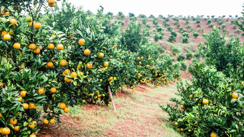 如何种植橙子从种子开始种,盆栽橙子幼苗的养护种植技术