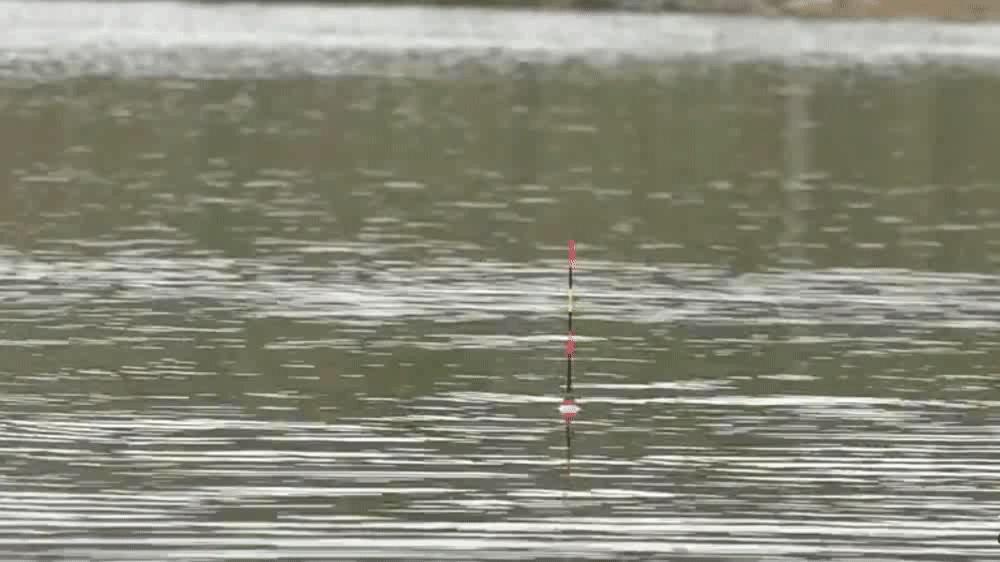 钓草鱼的最佳饵料比例,钓草鱼技巧与多种饵料选择