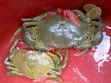 广西钦州美食网红,广西钦州网红美食