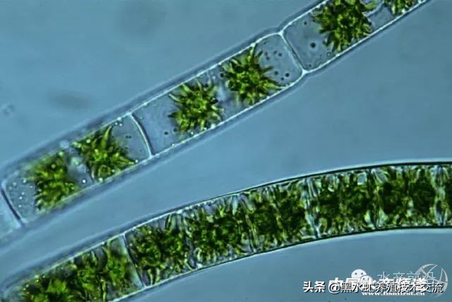 水产藻类大全图片,水产藻类知识大全
