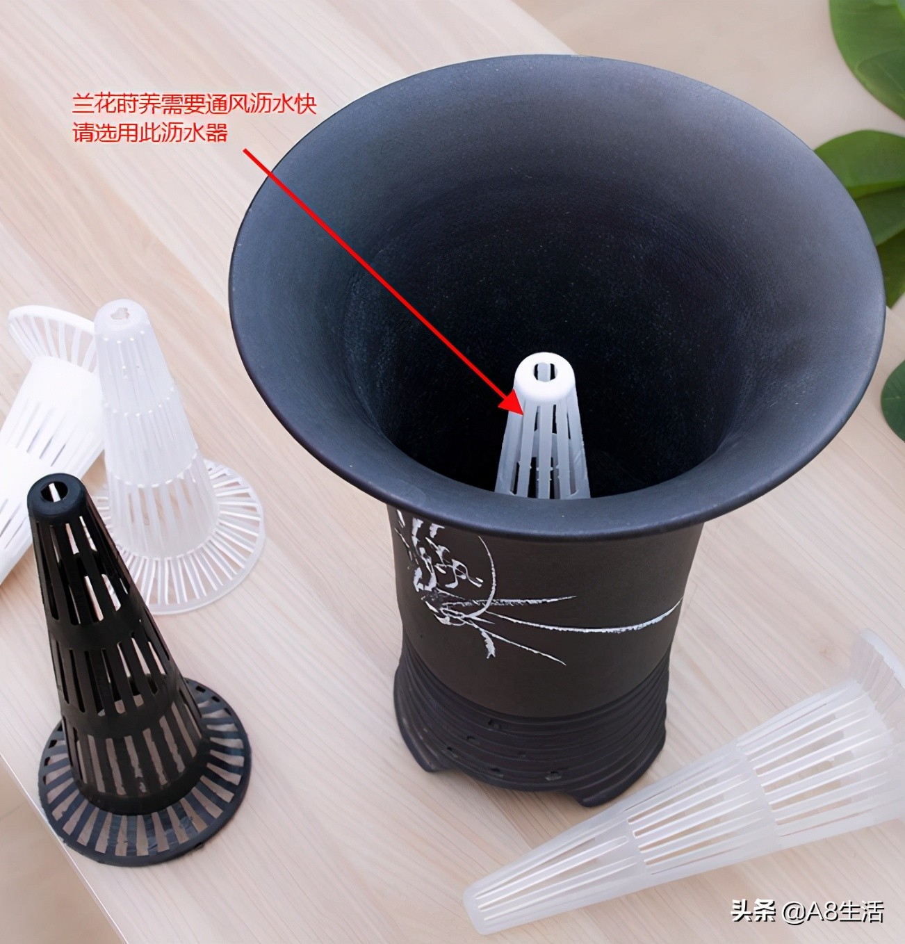 蒙山之春此花浓妆艳抹，彩块鲜红，是养兰人争相收藏的精品