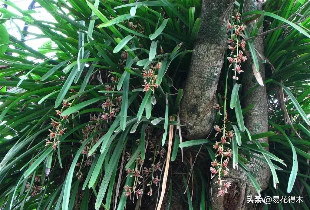 硬叶兰与纹瓣兰哪个贵,兰花老品种出艺莲瓣兰