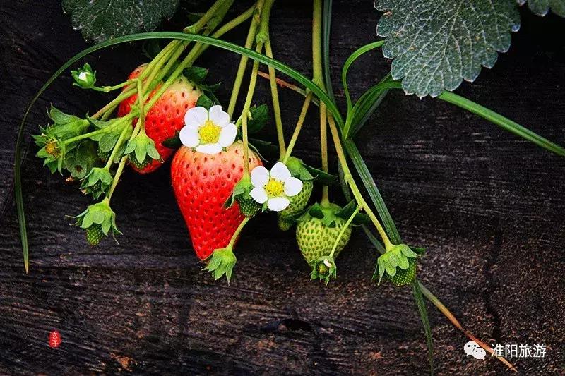 长亭外，古道边……原来淮阳古代的十里长亭竟然在这里