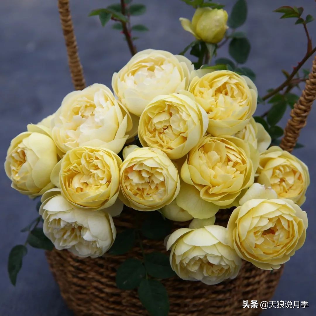 四月最浪漫的蔷薇花,最浪漫的四月花