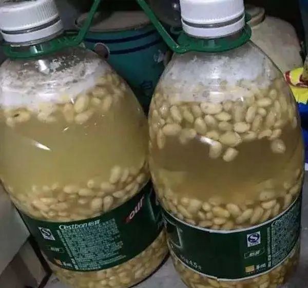 如何利用废弃的塑料瓶养花,可乐瓶养花神器