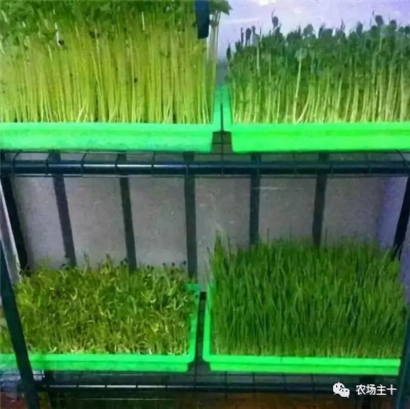 纸上种菜怎么赚钱,纸上种菜手把手教你