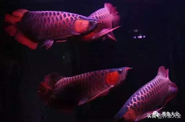 1米2的缸养龙鱼,养龙鱼多大缸合适