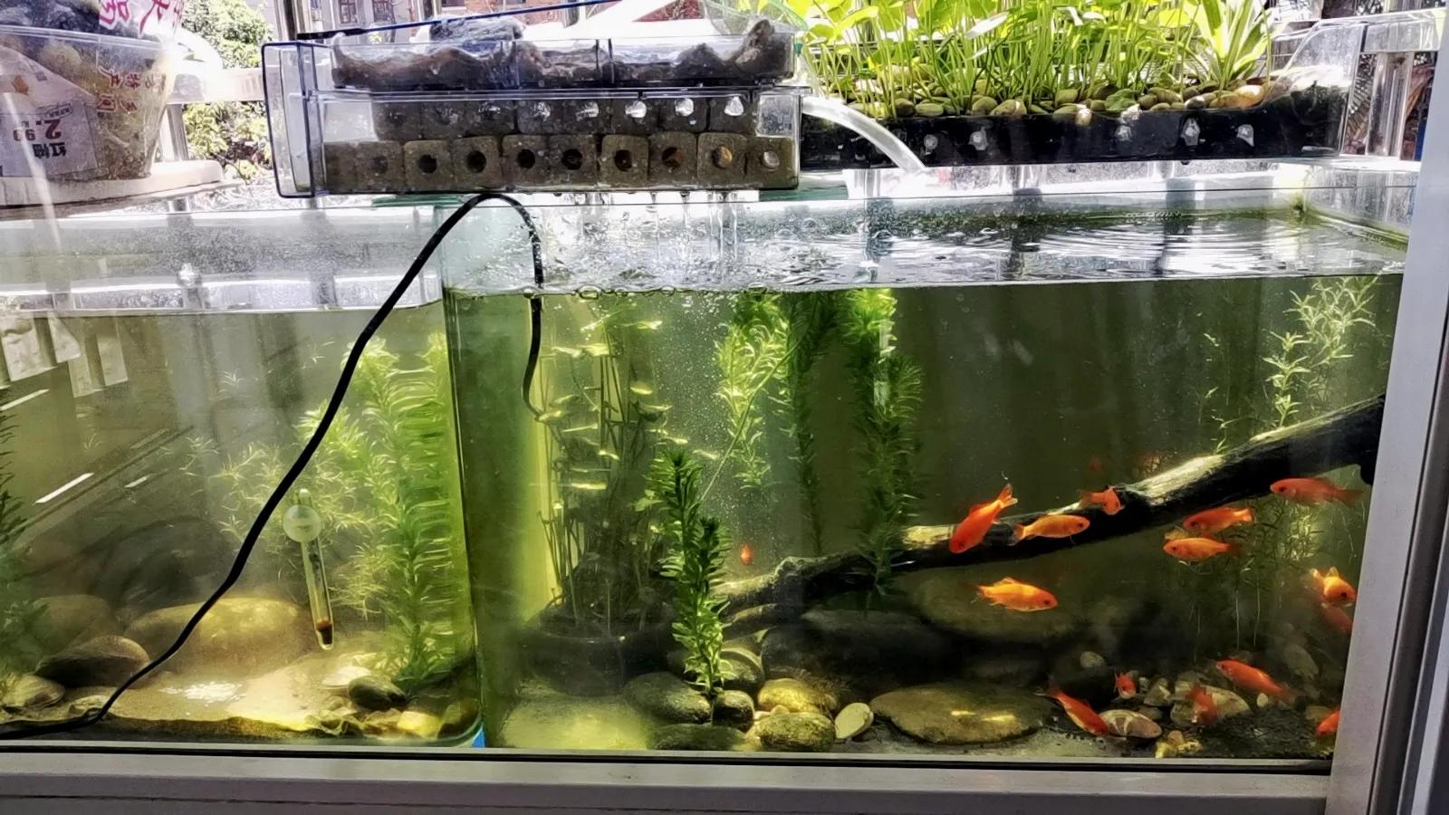 教你如何把鱼养好,教你怎样把鱼养好