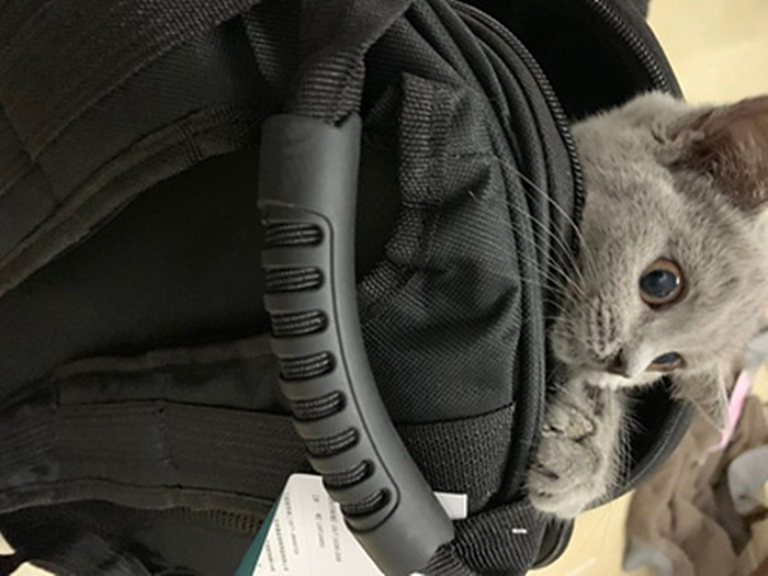 怎样的猫包最适合猫咪,猫猫应该用什么样的猫包