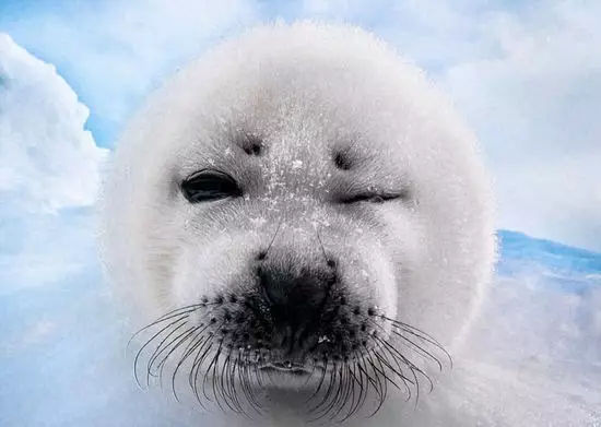 它土圆肥，却是出了名的网红