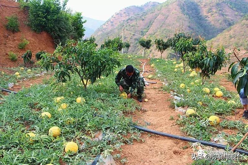 弥勒千亩西瓜熟了！黄心瓜、红心瓜、小香瓜…你喜欢哪种？