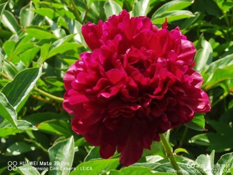 芍药花开季节花香四溢,芍药花开鸟语花香