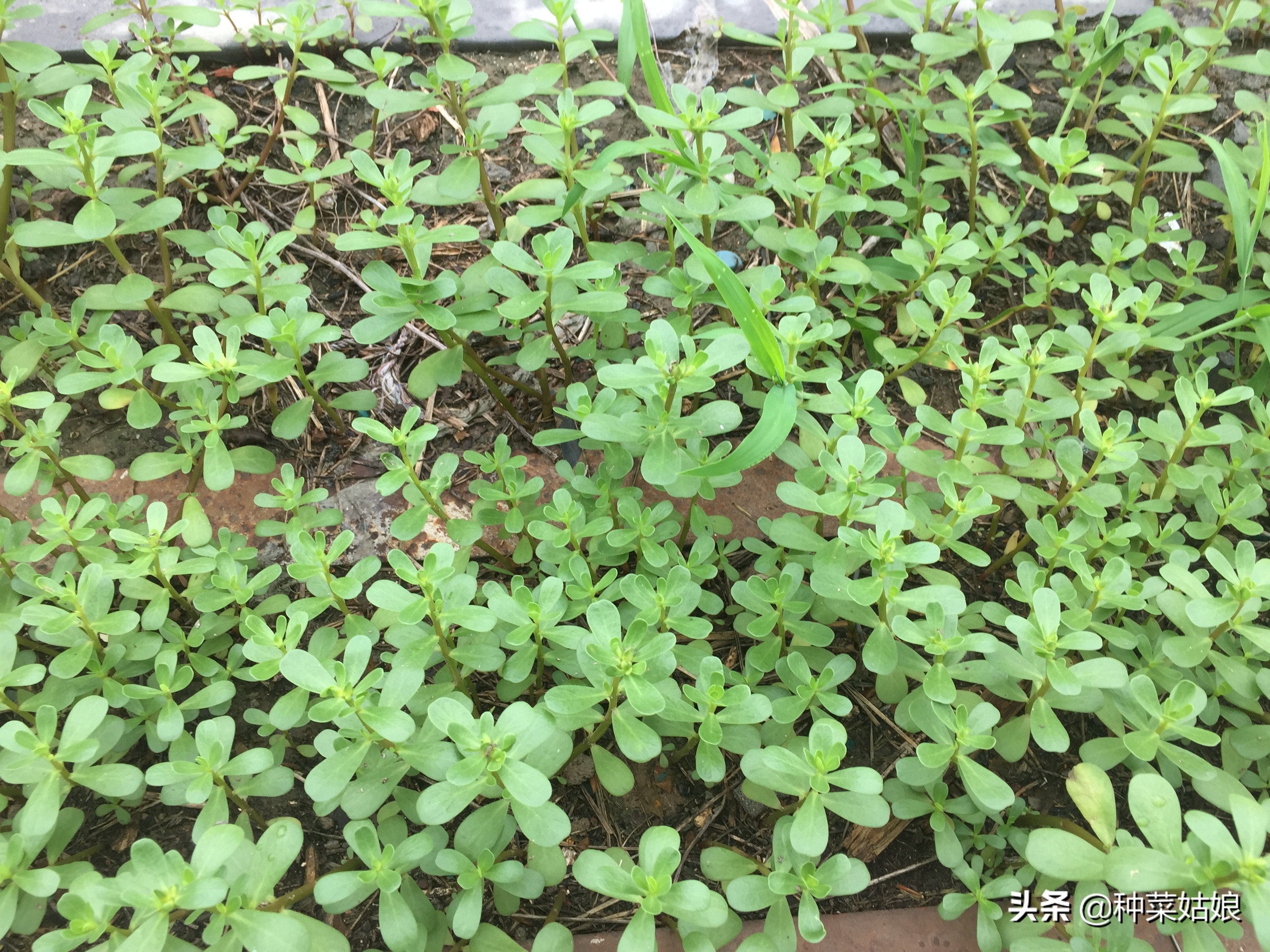 雨季种植大棚蔬菜要点,雨季种的蔬菜老是死怎么办