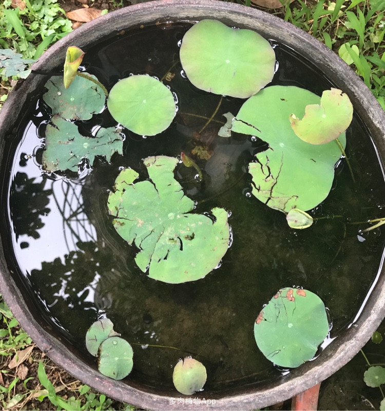 碗莲移栽方法全过程,碗莲移栽最佳方法