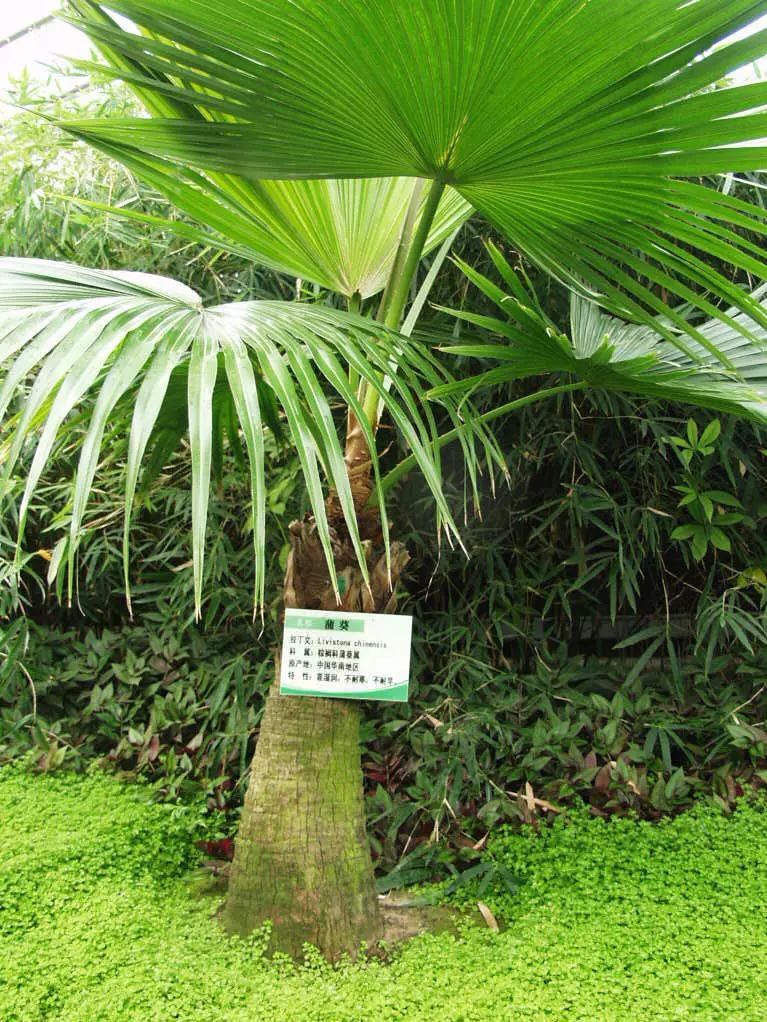 100种常见观叶植物图鉴史上最全,农村常见的100种植物