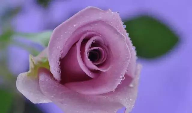 100种玫瑰花品种大全,玫瑰花有哪些品种大全