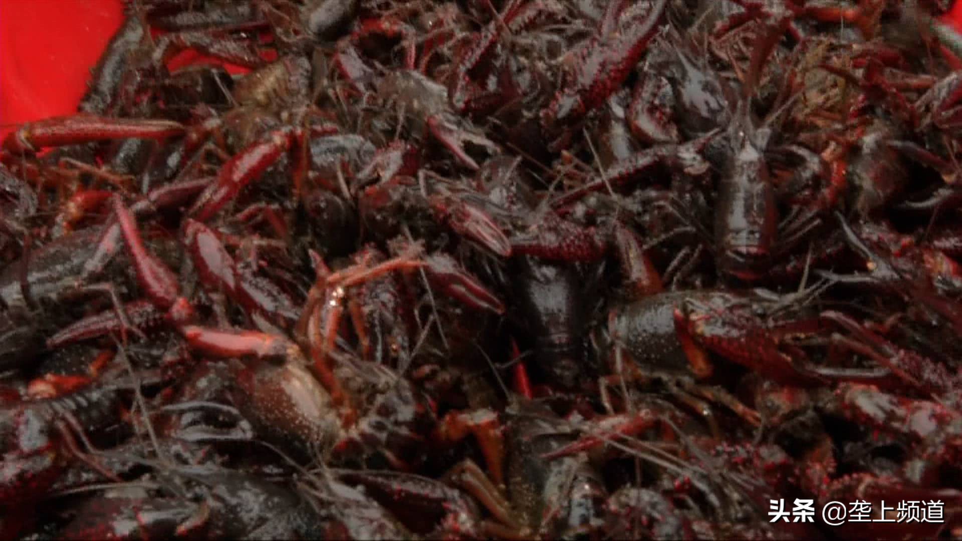 小龙虾如何暂养死亡率低,小龙虾不打洞能养殖