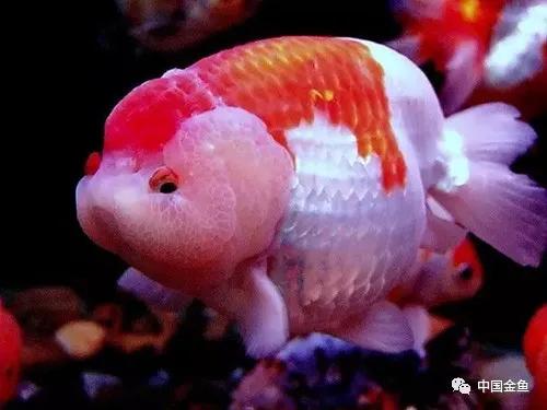 如何判断家里的水是硬水还是软水,家中盛水用什么好