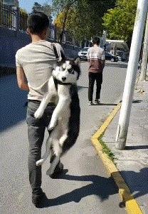 开心一刻gif下雨天,搞笑gif笑到肚子疼意外瞬间特辑