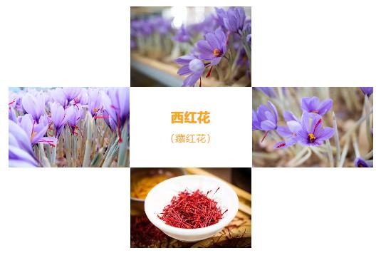 植物精华藏红花,藏红花的别名又叫什么花