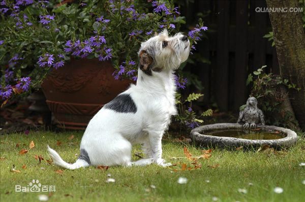 小型犬品种大全及图片柯基犬,不掉毛无体味性格温顺的小型犬
