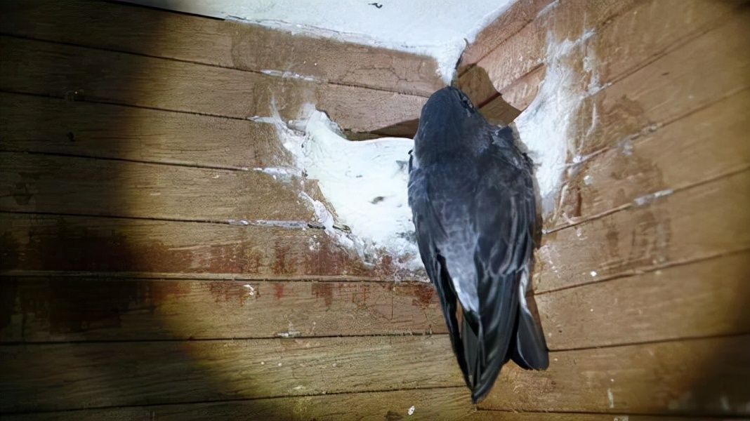 哪种燕子燕窝营养价值高,燕窝到底是燕子的什么食物